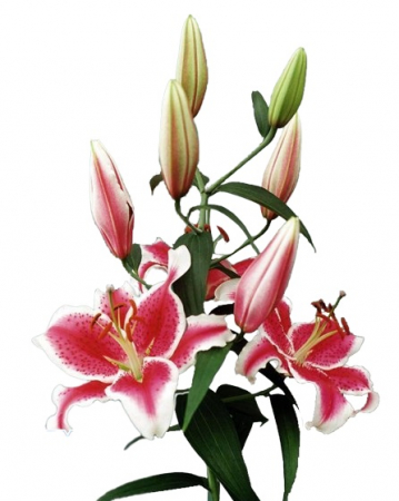 Crini - Crin oriental Starfighter rosu cu margini albe , parfumat, bulb mare 18/20