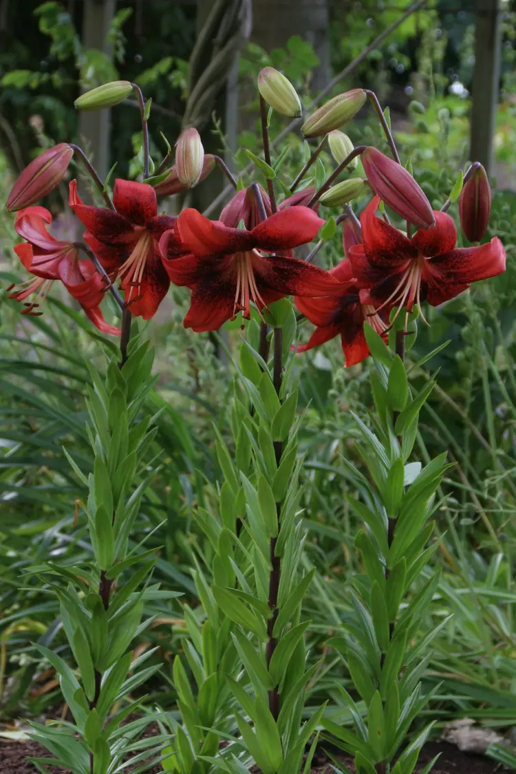 Crin tigru Strawberry Event marime 16/18 [1]