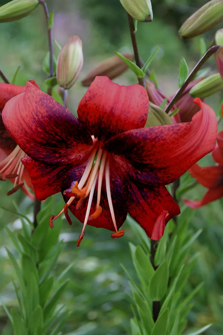 crini-tigru - Crin tigru Strawberry Event marime 16/18