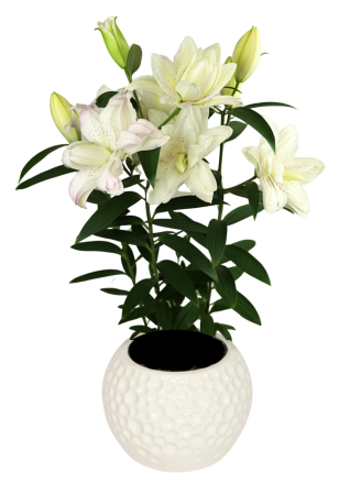 Crini Dubli Orientali - Crin dublu pentru ghiveci Sunny Double Bounty