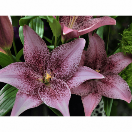 Crini LA - Crin LA (longiflorum-asiatic ) Sweet Sugar de culoare roz/mov cu puncte de culoare inchisa in mijlocul florii. Infloreste devreme in iunie-iulie, delicat parfumat, inaltime 120 cm, bulbi mari 18/20