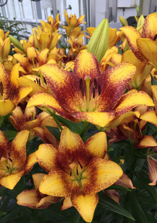 Crini LA - Crin LA ( longiflorum-asiatic ) Sweet Valley de culoare galbena cu interiorul maro roscat , Delicat parfumat, inaltime 120 cm, infloreste devreme la sfarsit de iunie inceput de iulie. 