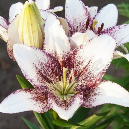 Crini LA - Crin LA ( longiflorum-asiatic ) de culoare alba cu interiorul mov inchis. Discret parfumat, inaltime 120 cm, infloreste devreme la sfarsit de iunie-inceput de iulie.