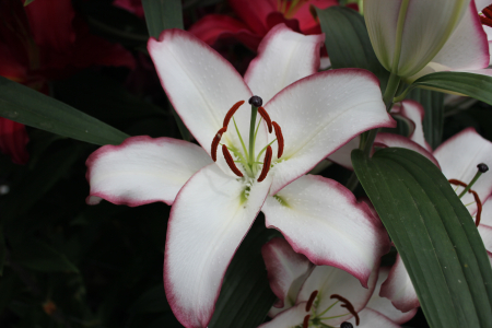 Crin oriental parfumat The Edge marime 18/20 [1]