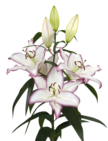 Crini - Crin oriental parfumat The Edge marime 18/20