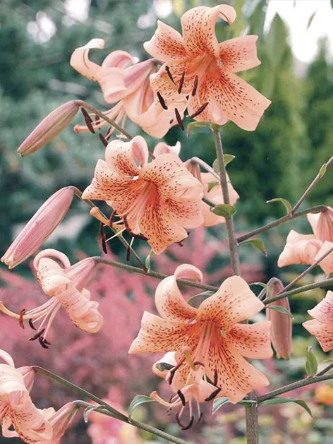 Crin Tiger babies  marime 16/18 [1]