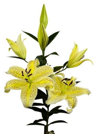 Crini - Crin oriental parfumat Tigermoon marime 18/20