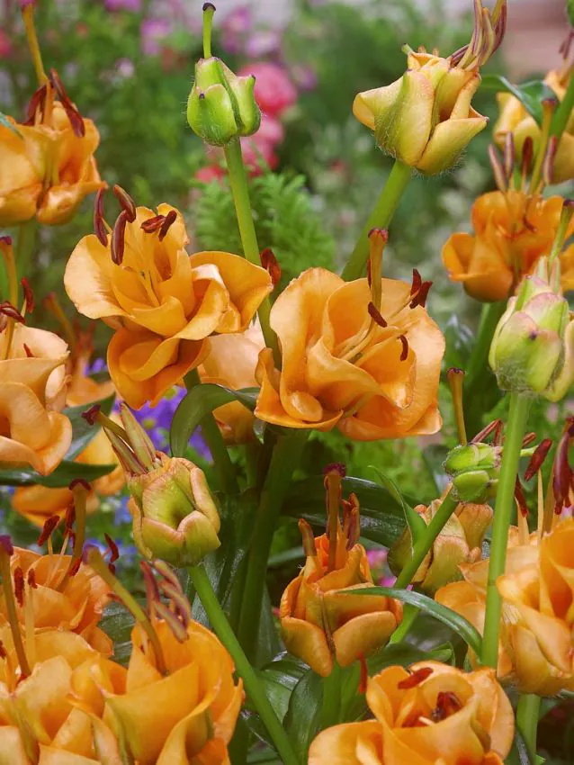 crini LA ( longiflorum-asiatic ) - Crin Tintoretto marime 16/18 in forma de boboc de trandafir portocaliu