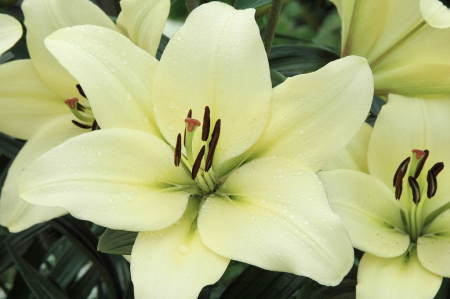 Crin LA Trebbiano Gerrit Zalm marime 18/20 [1]