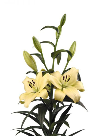 Crini LA - Crin LA Trebbiano Gerrit Zalm marime 18/20