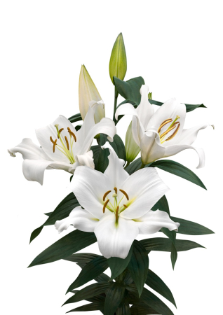 Crini - Crin OT Zambesi marime 20/22