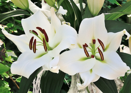 Crin OT Zambesi marime 20/22 [1]