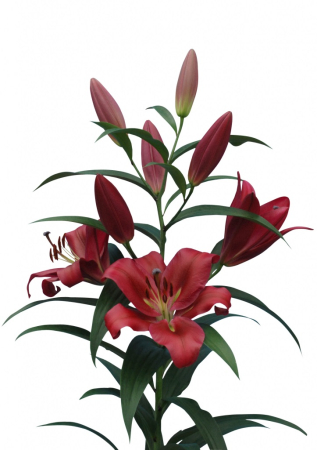 Crini - Crin OT Red Desire marime 20/22