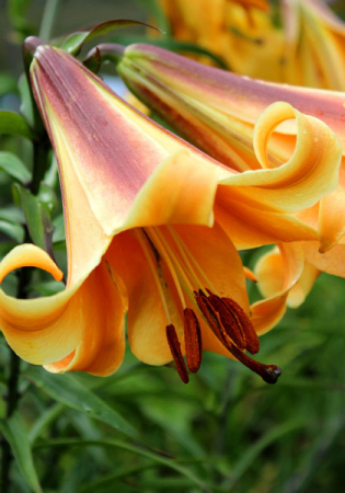 Crini - Crini African Queen, bulb mare 20/22