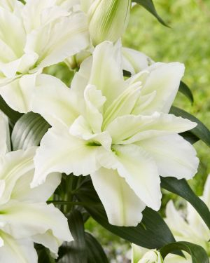 Crini Dubli Orientali - Roselily crin dublu oriental , crin trandafir Aisha bulb mare 19/21