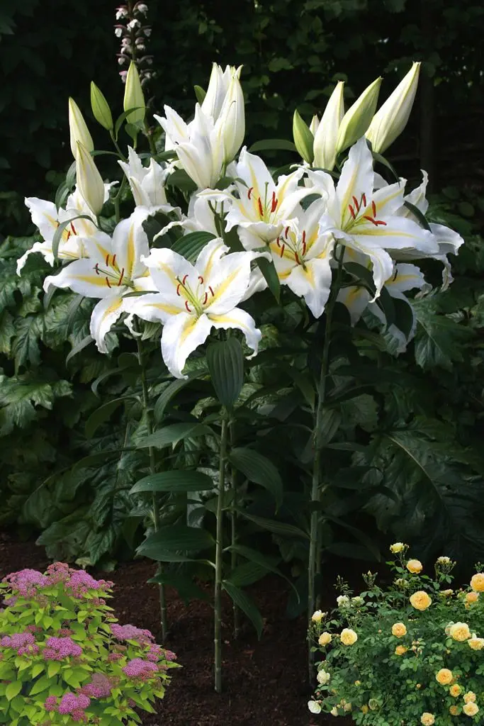 Crin oriental Baferrari marime 18/20 [1]