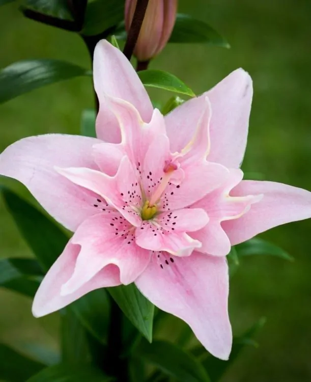 Bulbi de primavara - Crini Elody marime 14/16