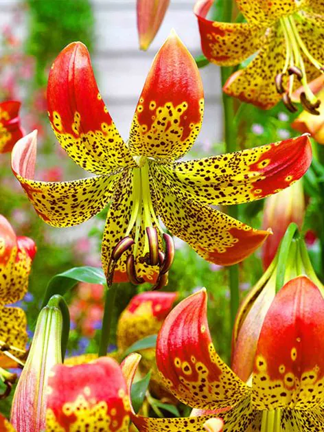 Crin specie - Oferta ! Crin Fusion marime 18/20