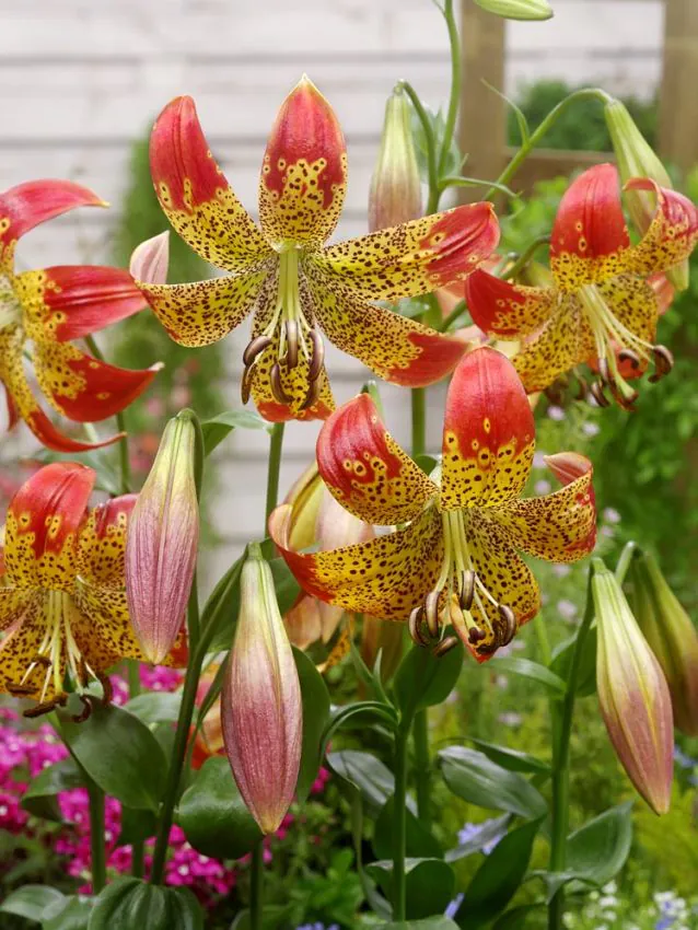 Oferta ! Crin Fusion marime 18/20 [1]