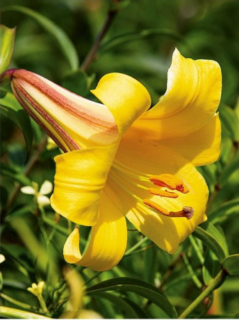 Crini - Crini Golden Splendour , bulb mare 20/22