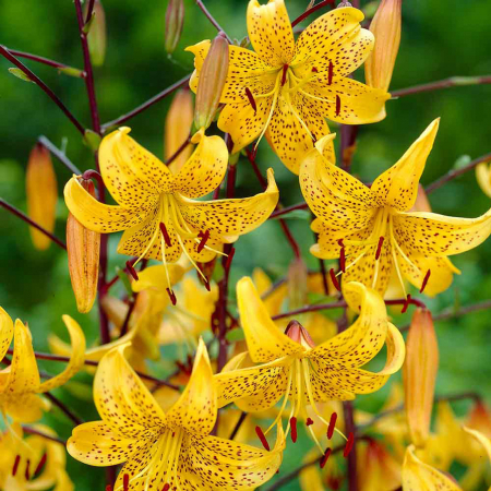 Crin tigru specie Leichtlinii marime 18/20 [2]