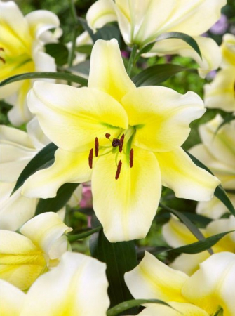 Crini - Crin OT Conca d'or marime 18/20