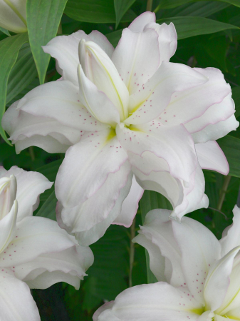 Crini Dubli Orientali - Crin dublu oriental Lotus Beauty marime 18/20