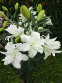 Crin dublu oriental Lotus Beauty marime 18/20 [1]