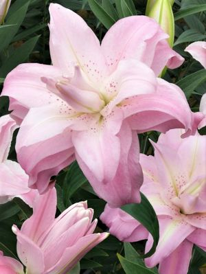 Crini Dubli Orientali - Crin dublu oriental, batut, parfumat  Lotus Queen bulb 18/20