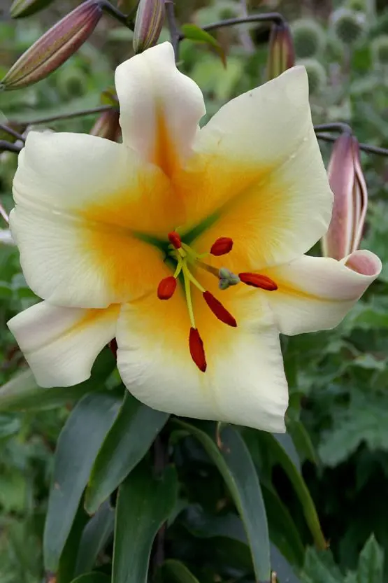 Crin OT, copac Miss Peculiar marime 18/20 [1]