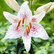 Crini - Crin oriental Muscadet parfumat alb bulb 18/20