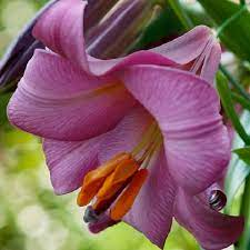 Crini - Crini Pink Perfection  marime bulb 20/22