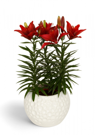 Crini - Crin  ghiveci Tiny Ghost 3 buc marime 14/16