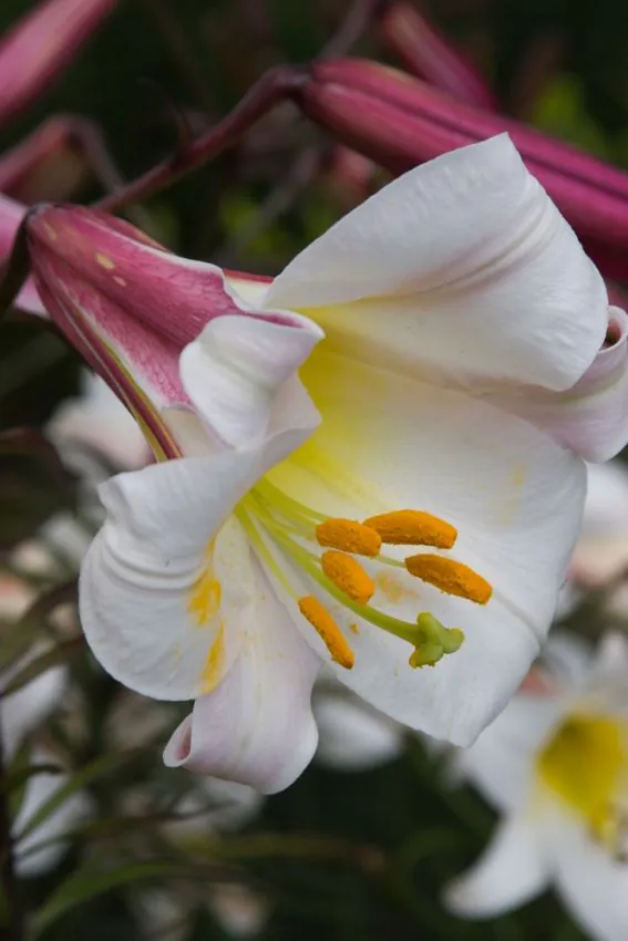 Crini - Crin  Regal marime 18/20