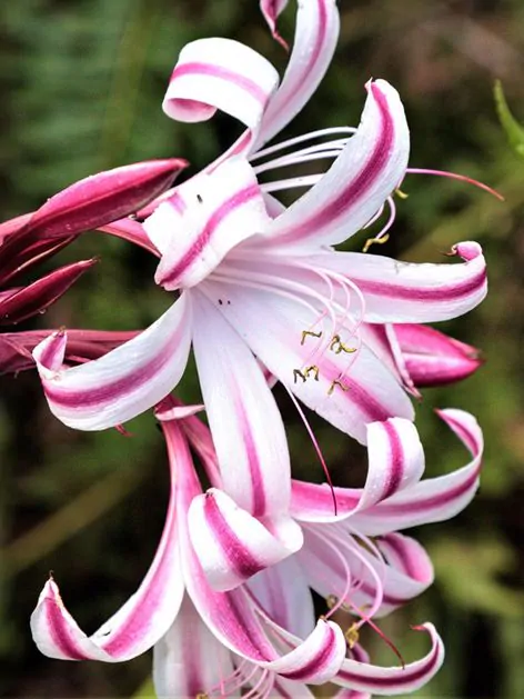 Crinum Powellii - Crinum Cintho Alfa