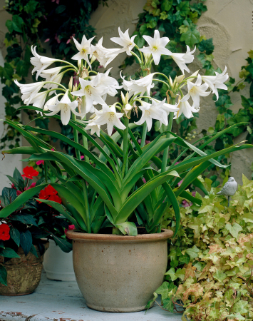 Crinum Powellii Album [1]