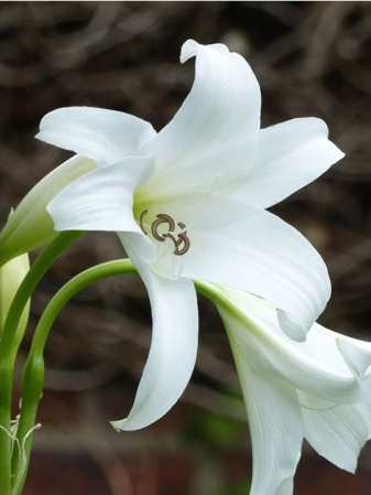 Crinum Powellii - Crinum Powellii Album