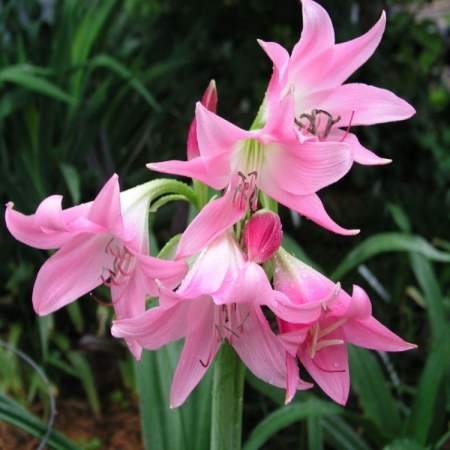 Crinum Powellii - Crinum Powellii Rosea