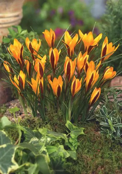 Branduse de primavara - Crocus (branduse) Angustifolius  5 bucati marime 6/7