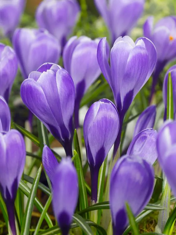 Bulbi de toamna - livrari din 7 septembrie - Crocus ( branduse ) Grand Maitre  5 bucati 7/8