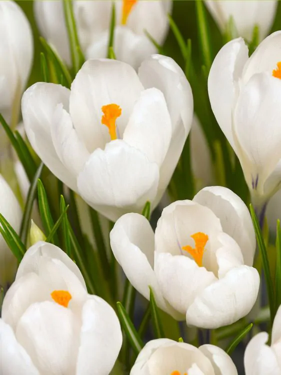 Branduse de primavara - Crocus ( branduse ) Jeanne D'Arc  5 bucati marime 6/7