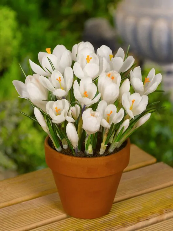 Crocus ( branduse ) Jeanne D'Arc  5 bucati marime 6/7 [1]