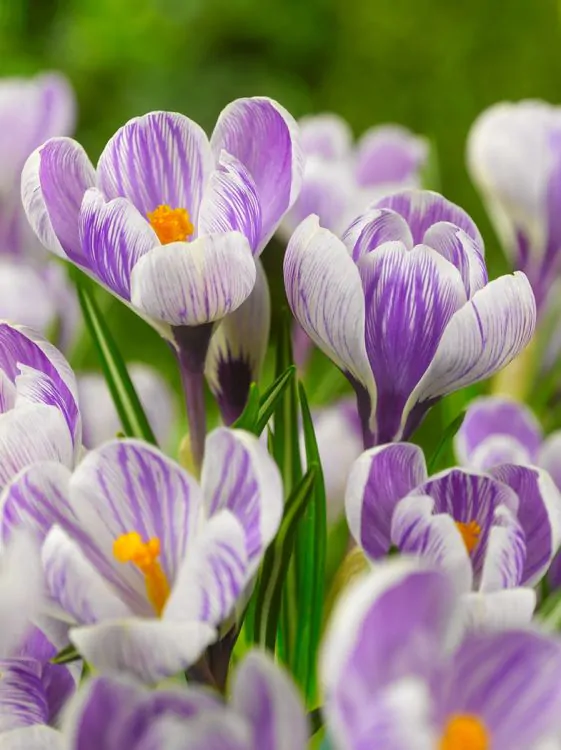 Branduse - Crocus ( branduse ) King of the striped 5  bucati marime 6/7