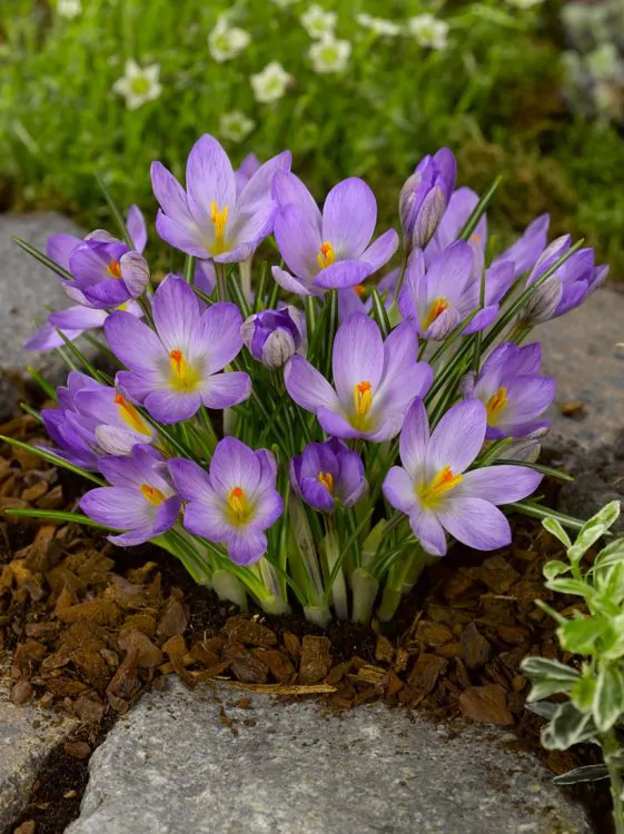 Crocus (branduse) Zwanenburg Etruscus  5 buc marime 5/7 [1]