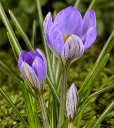 Branduse de primavara - Crocus (branduse) Zwanenburg Etruscus  5 buc marime 5/7
