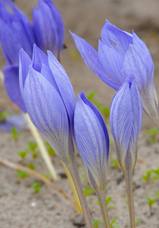 Branduse de toamna - Crocus Conqueror 5 buc marime 5/6