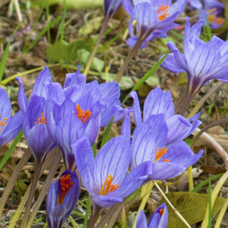 Crocus Conqueror 5 buc marime 5/6 [1]