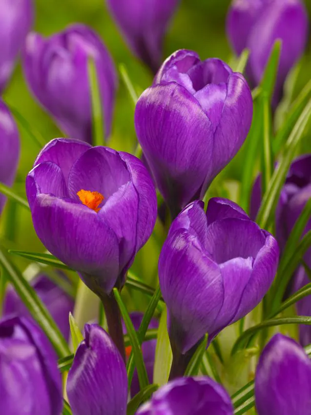 Branduse - Crocus Flower Record 5 buc marime 7/8