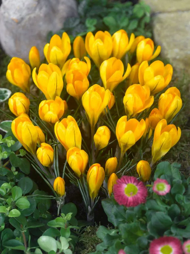 Branduse - Crocus Golden Yellow 5 buc marime 7/8