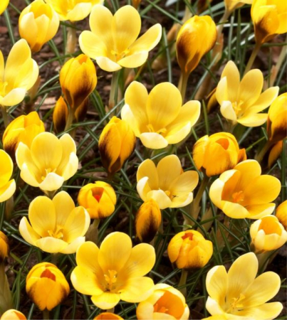 Branduse - Crocus Goldilocks 5 buc marime 5/7